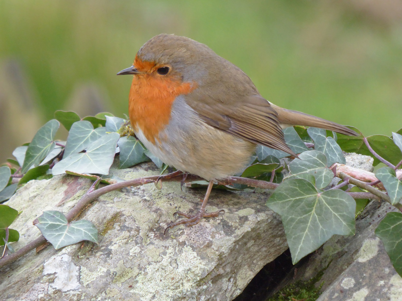 Robin